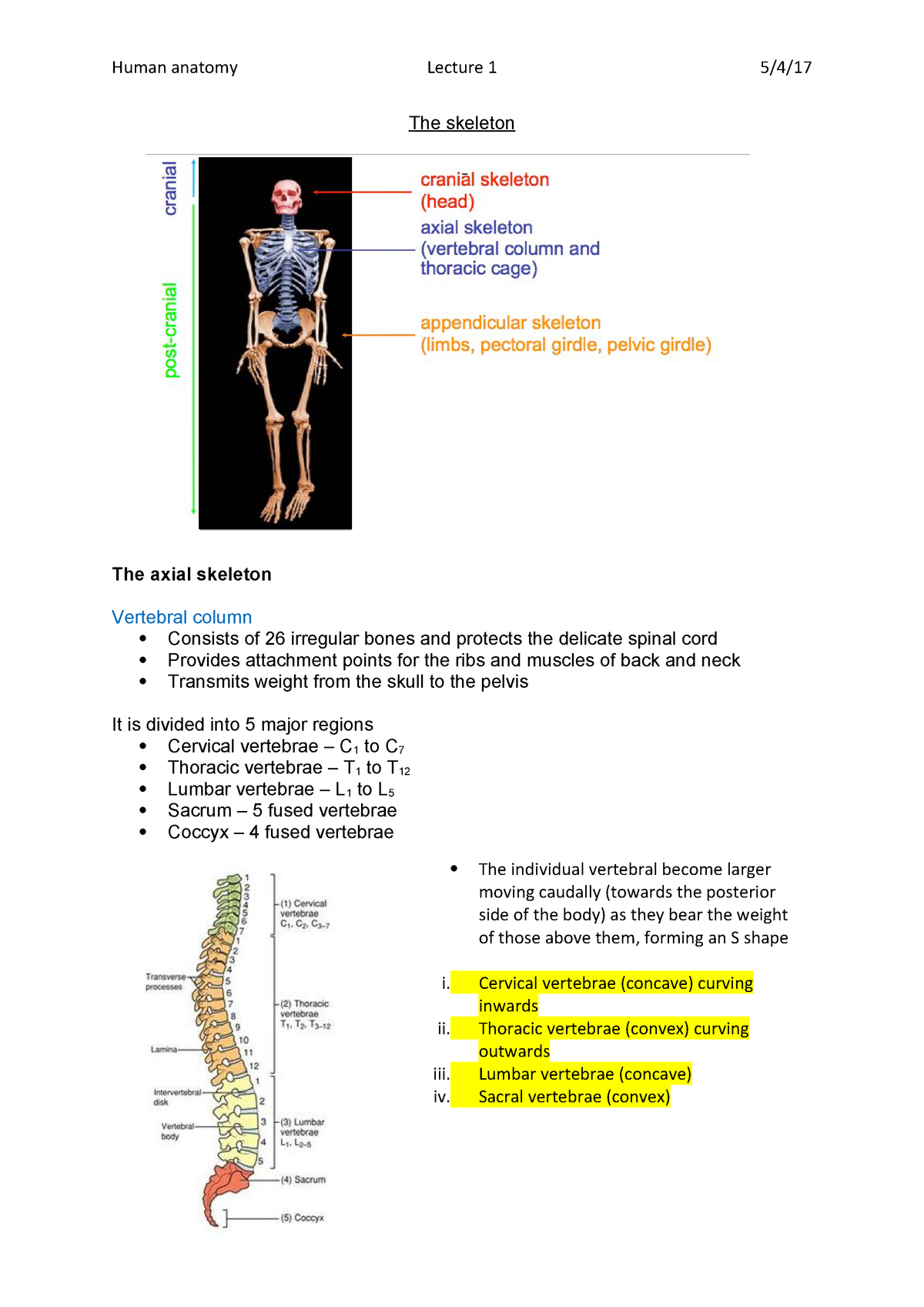 The skeleton - Human Anatomy BMD113 - QMUL - StuDocu