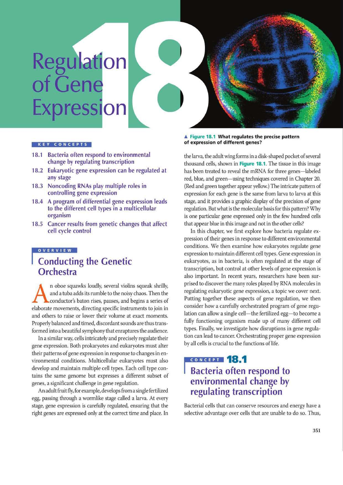 Regulation Of Gene Expression - Biology - Studocu