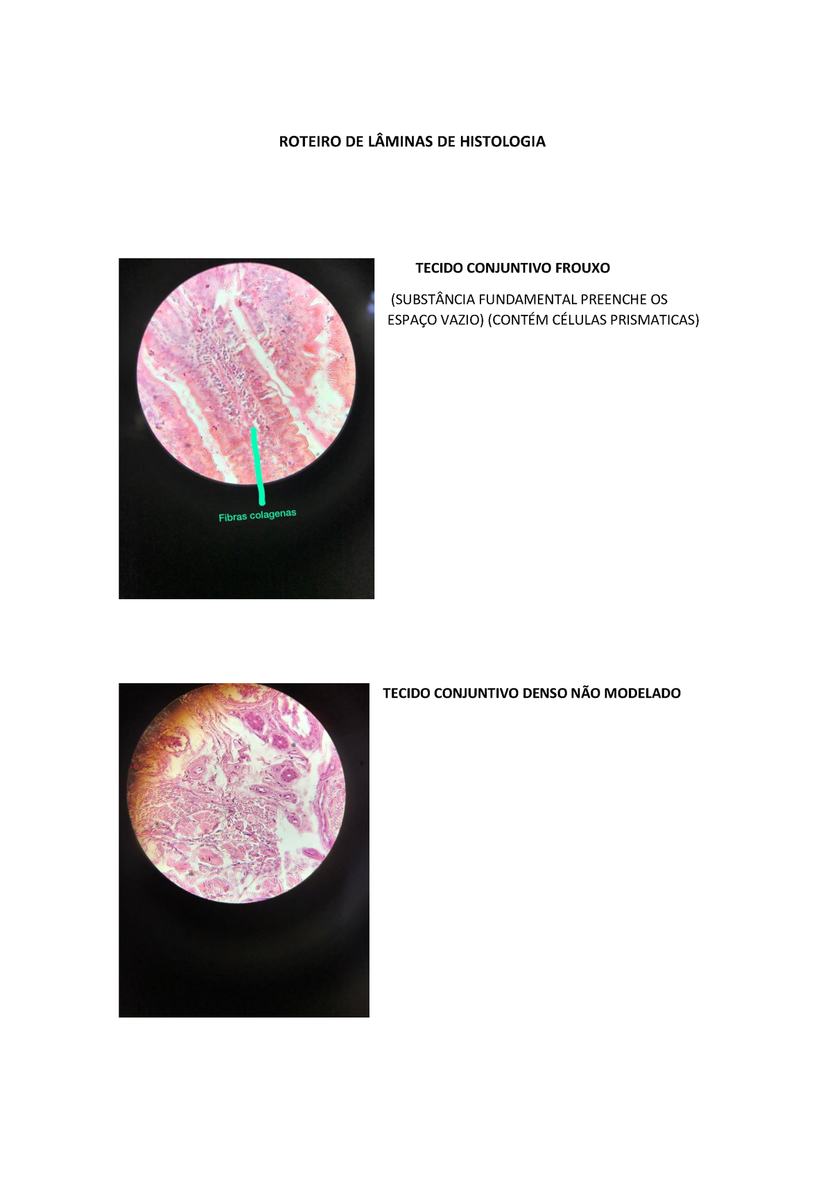 Roteiro DE Lâminas DE Histologia ROTEIRO DE LMINAS DE HISTOLOGIA TECIDO CONJUNTIVO FROUXO