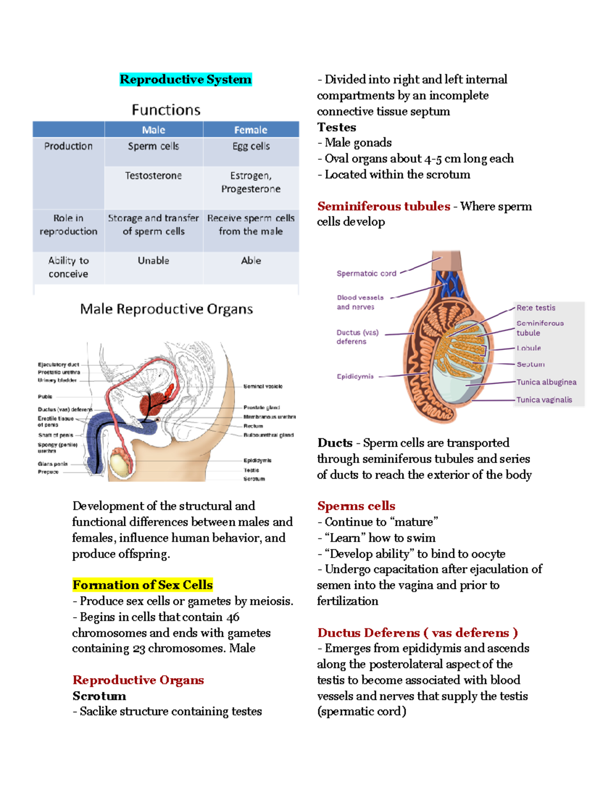 Digestive System and Body metabolism - Reproductive System Development ...