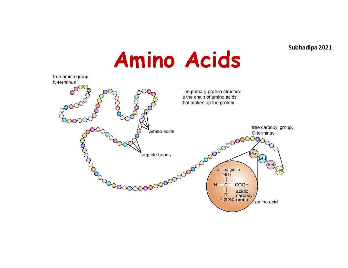 Properties classification and functions of Amino Acids - Amino Acids ...