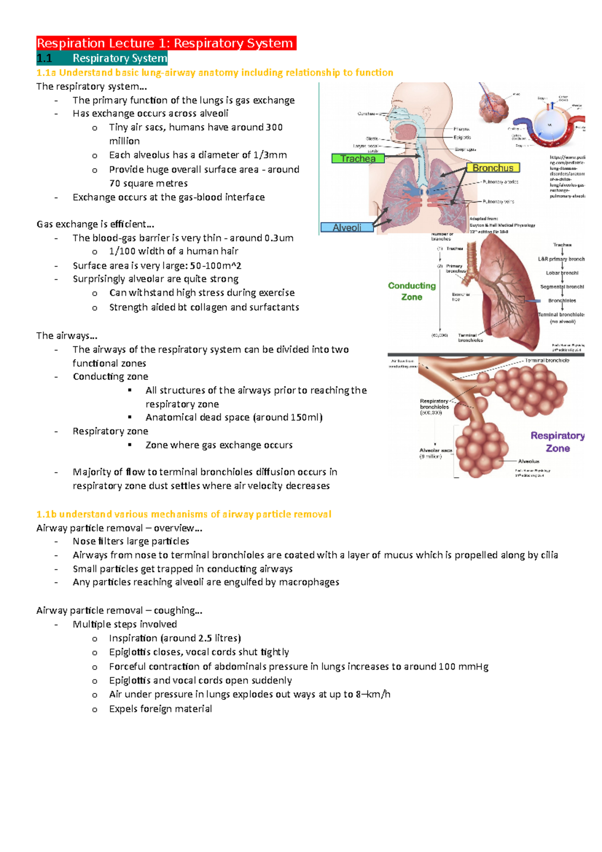 Respiration Lectures - .. - The primary function of the lungs is gas ...