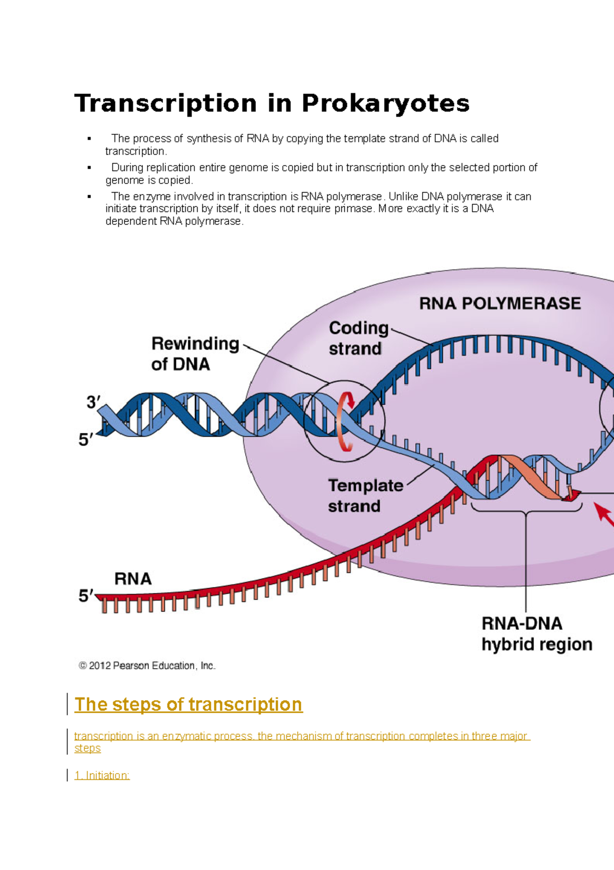 Transcription in Prokaryotes During replication entire genome is