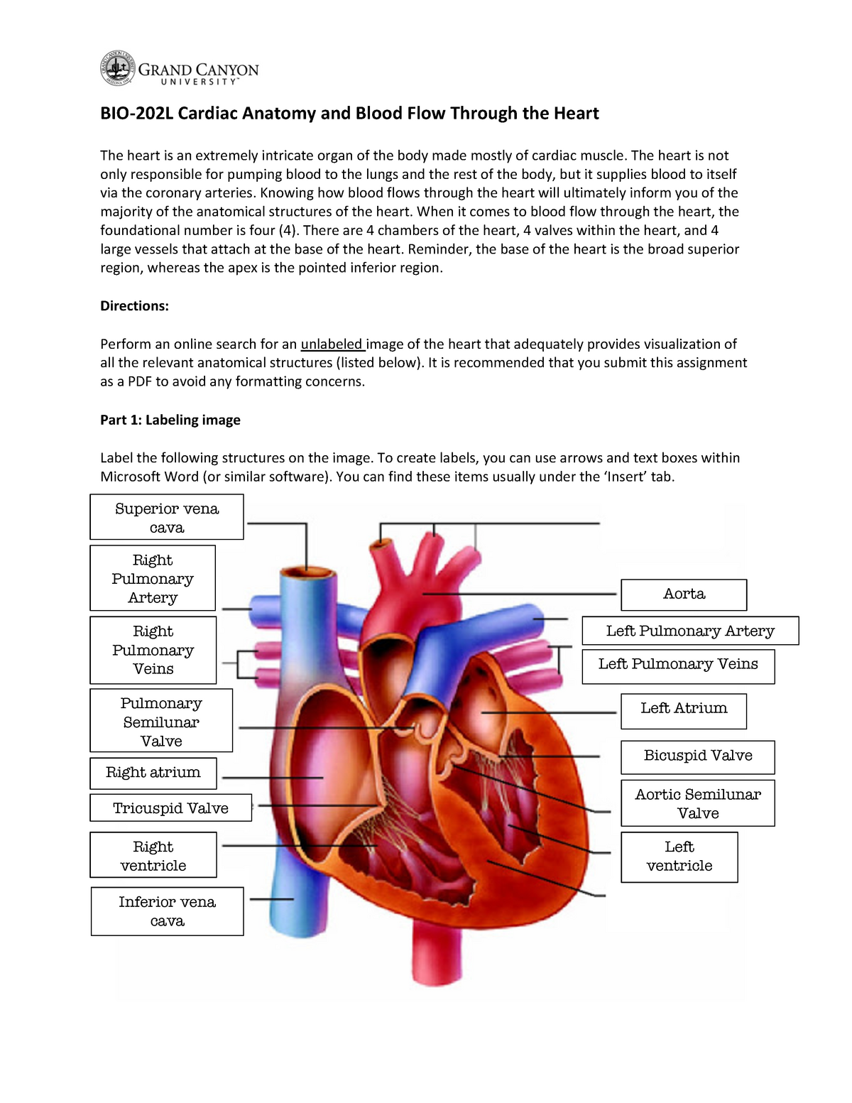 lab assignment heart arteries veins ekg