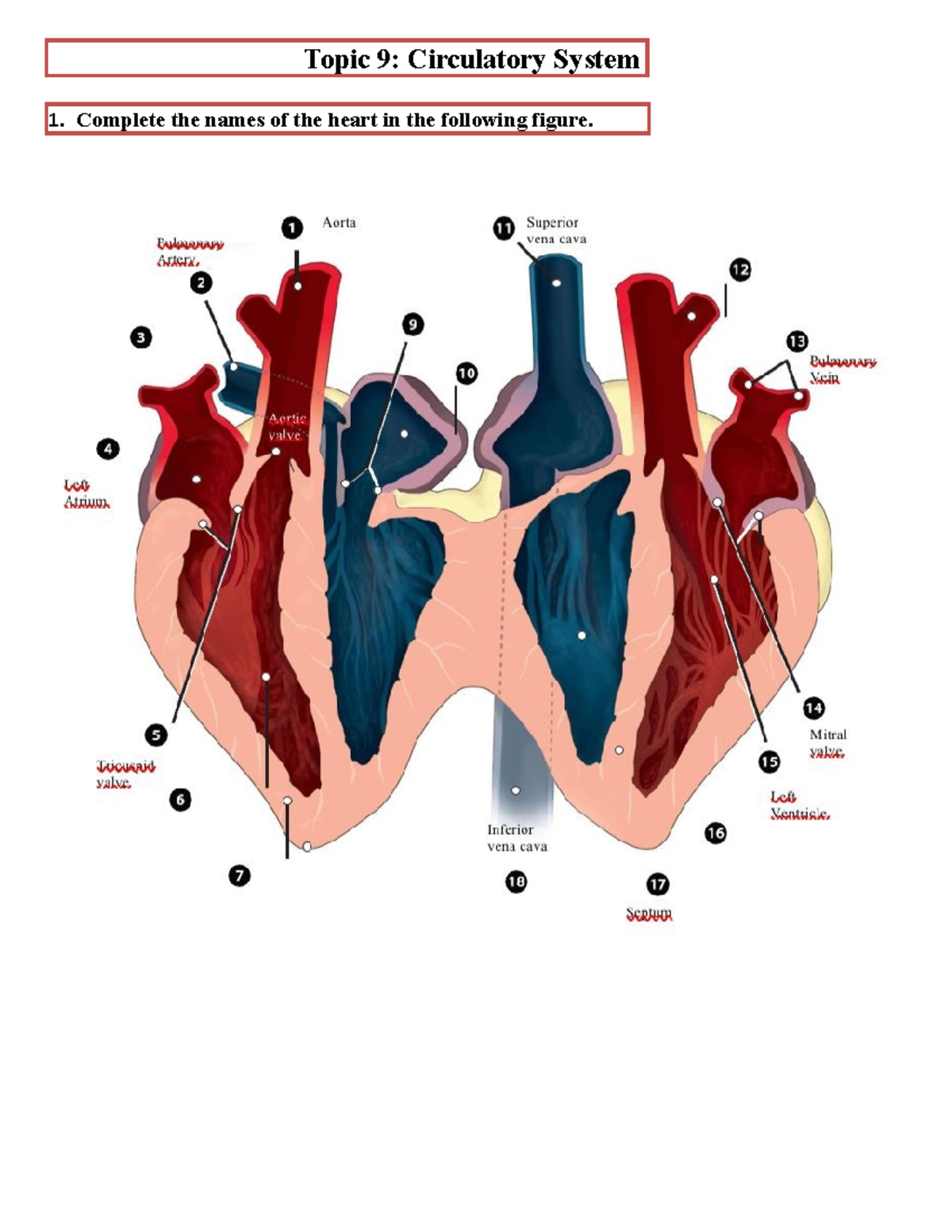 Topic 9 Cardiovascular System-1 - Topic 9: Circulatory System 1 ...