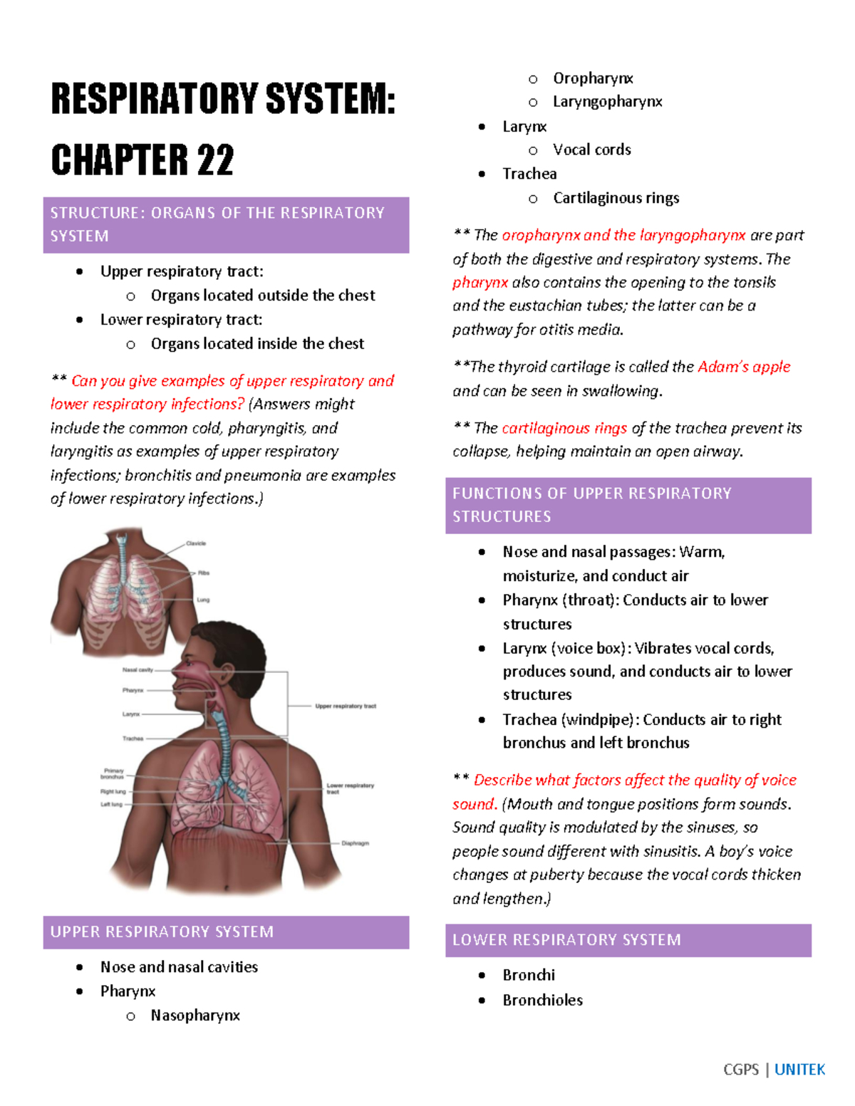 Respiratory System - Study Notes - RESPIRATORY SYSTEM: CHAPTER 22 ...