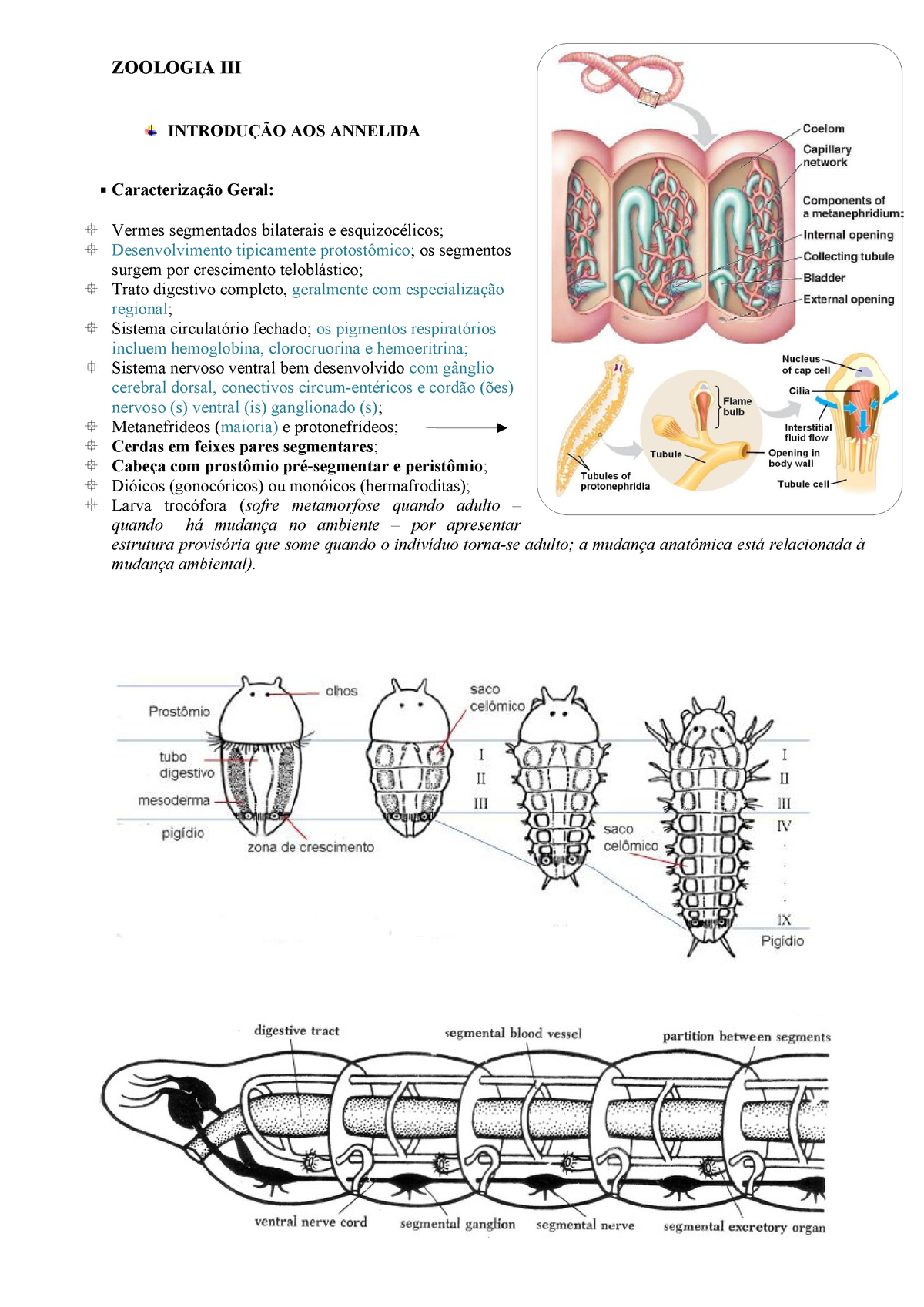 Módulo I anelídeos - IBZ232 - UFRJ - StuDocu