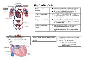 Conducting System worksheet - Conducting System – Respiratory System ...