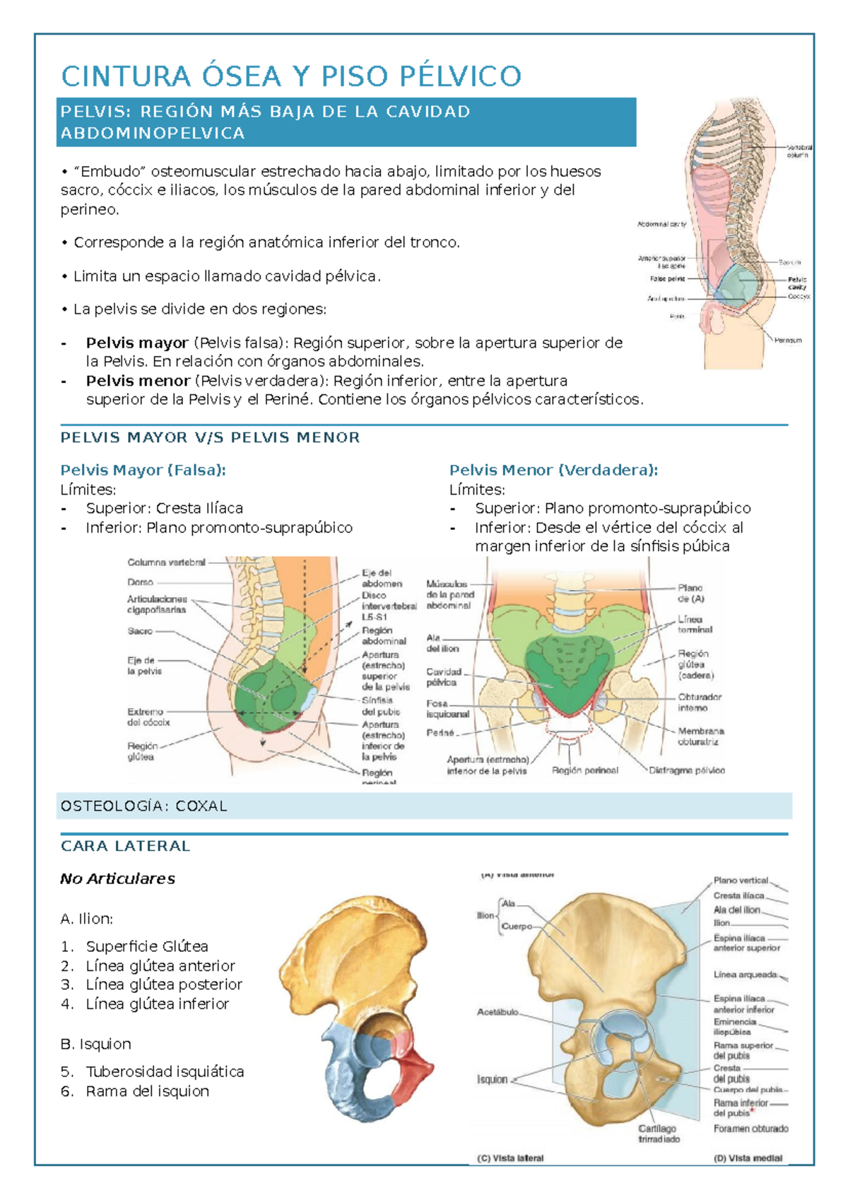 Pelvis ÓSEA Y PISO Pélvico - CINTURA ÓSEA Y PISO PÉLVICO PELVIS: REGIÓN ...