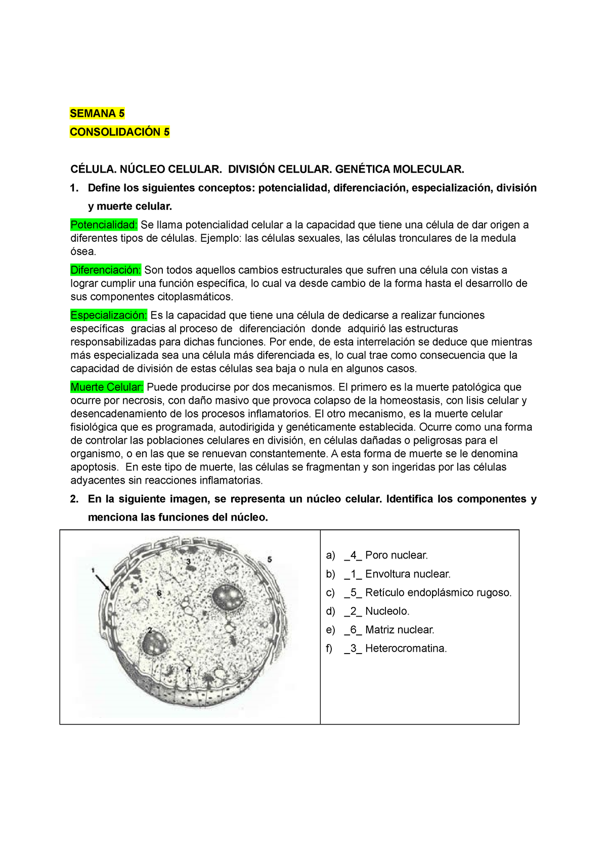 matriz nuclear