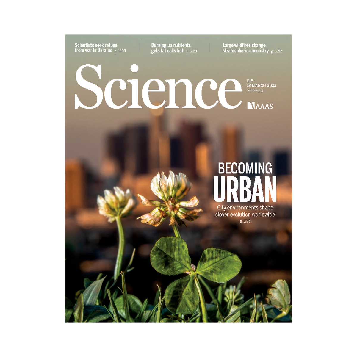 Science 20220318-dl - Secret partners - City environments shape clover ...