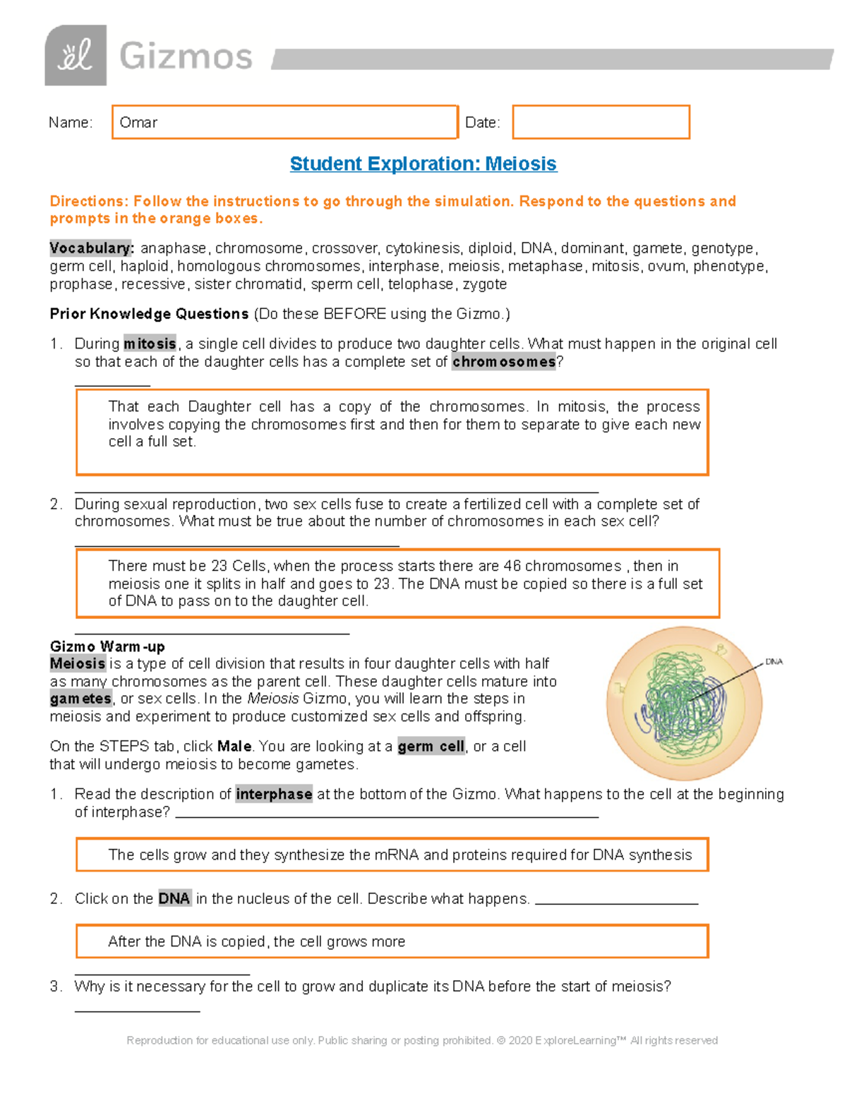 2-4-meiosis-gizmo-worksheet-name-omar-date-student-exploration-meiosis-directions-follow