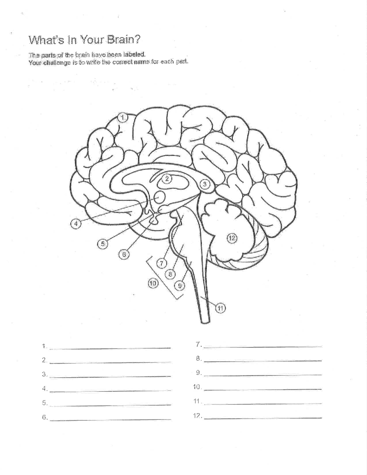 3B The Brain Study Guide - The parts: of have: been labeled. Your ...