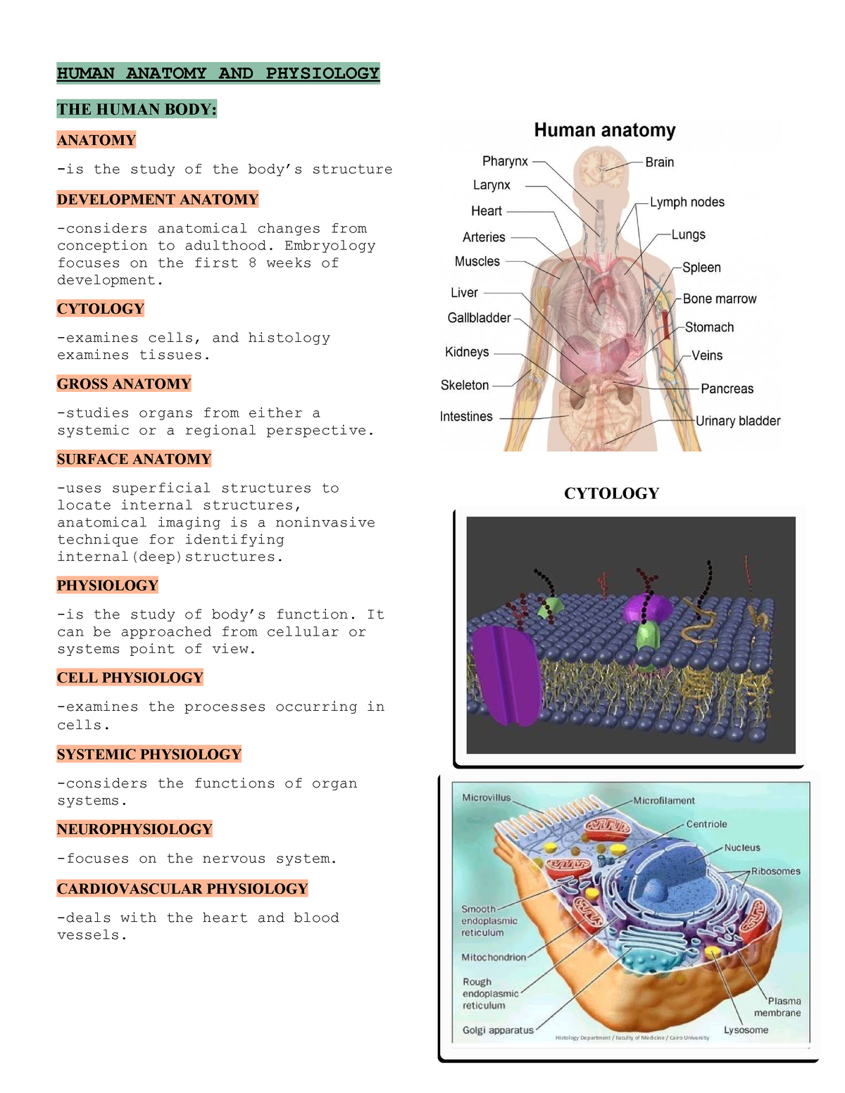 Human Anatomy AND Physiology - HUMAN ANATOMY AND PHYSIOLOGY THE HUMAN ...