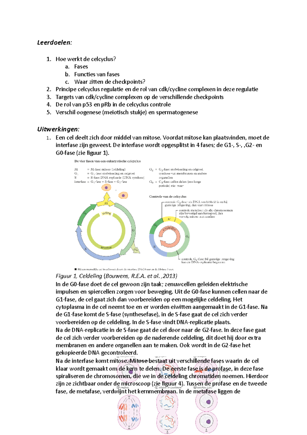 Casus 3 Leerdoelen Hoe Werkt De Celcyclus A Fases B Functies Van