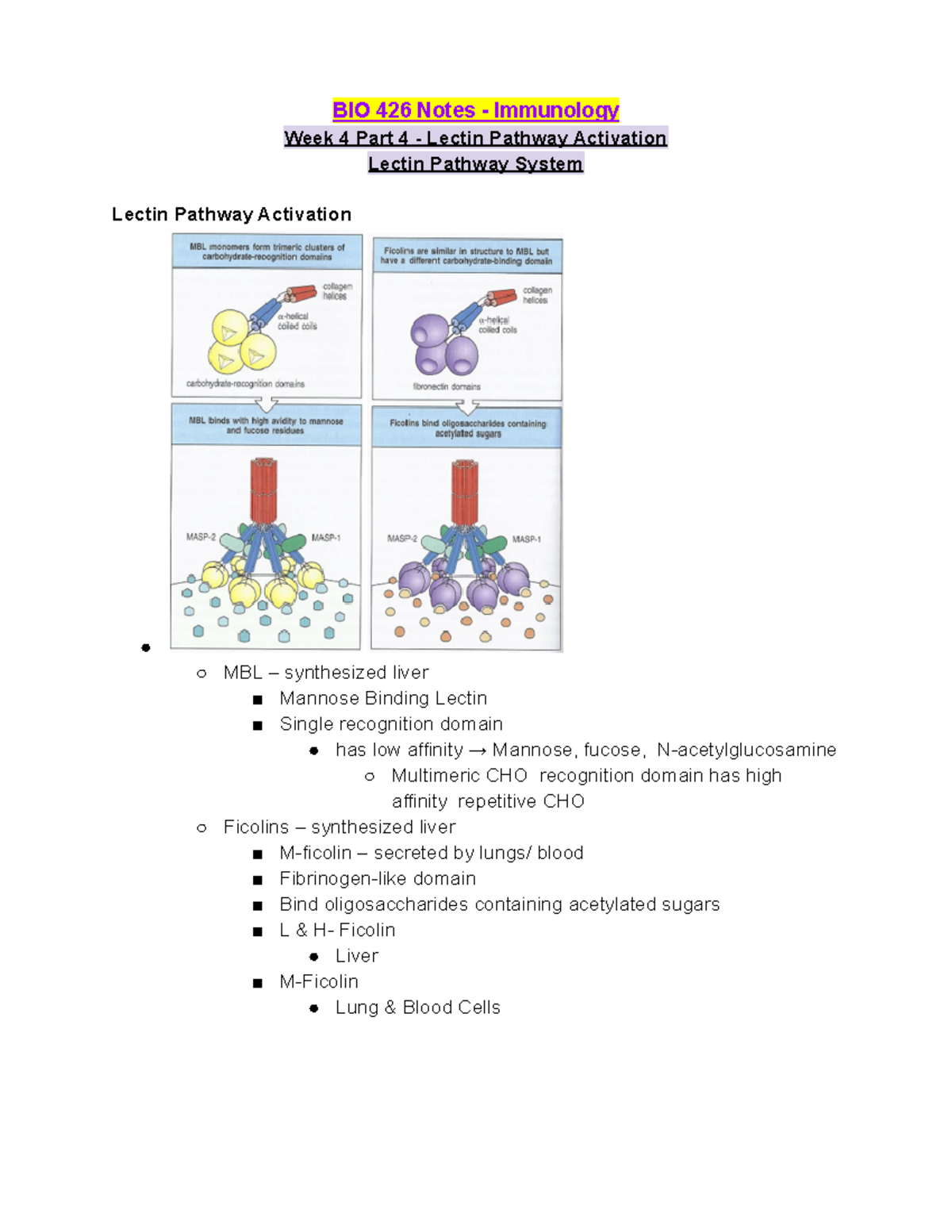 BIO 426 Week 4 Lecture Part 4 - Lectin Pathway Activation - BIO 426 ...
