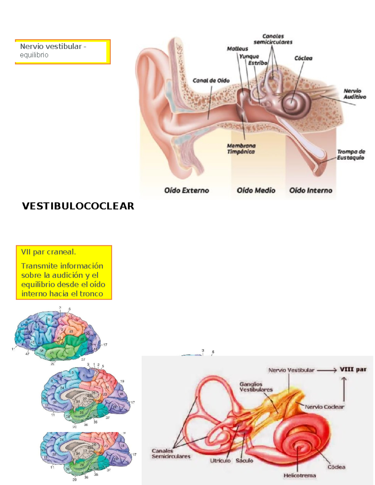 Anatomia - repaso - Proceso cuidado enfermero hospitalizado ...