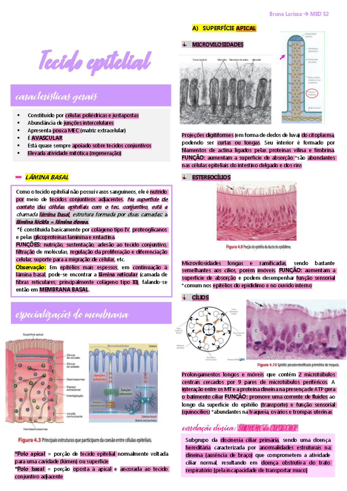 Tecido epitelial - Resumo Anatomia - ####### LÂMINA BASAL *Polo apical ...