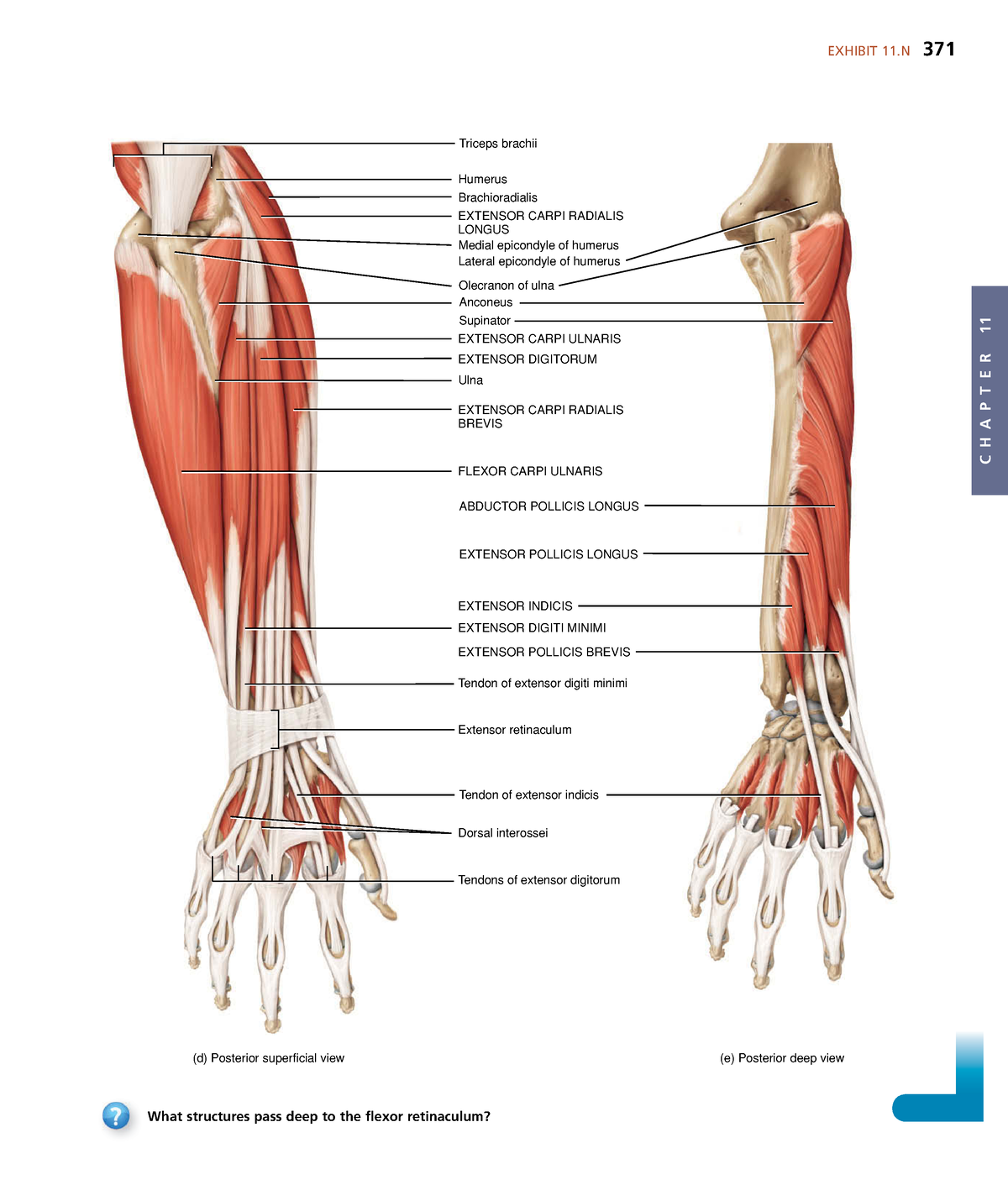 Anatomyand Physiology-135 - C H A P T E R 11 EXHIBIT 11 371 Humerus ...