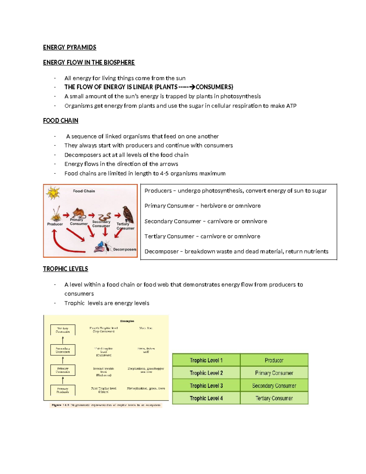 Energy Pyramids - Summary Discovering Biodiversity FW - ENERGY PYRAMIDS ...
