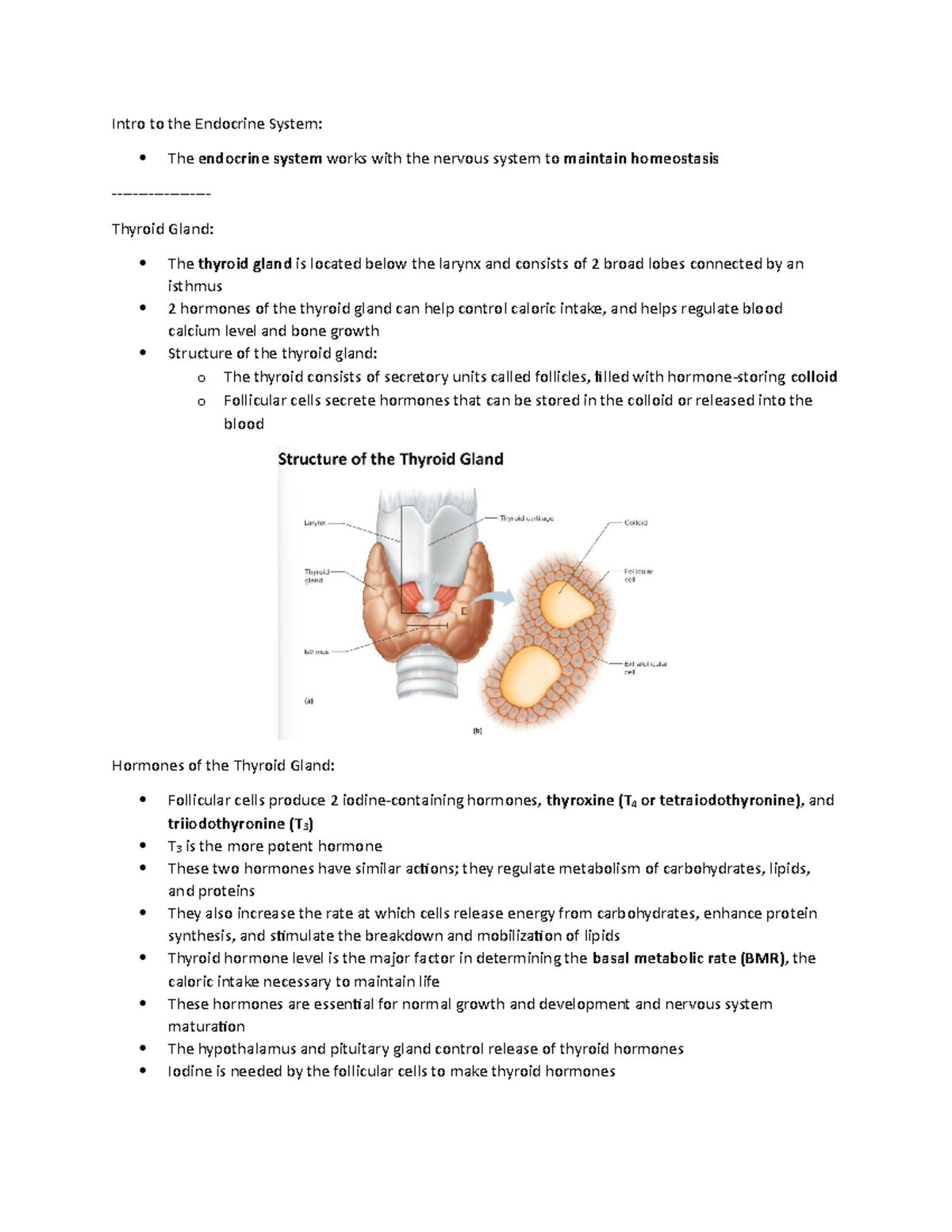 chapter 11 endocrine system critical thinking