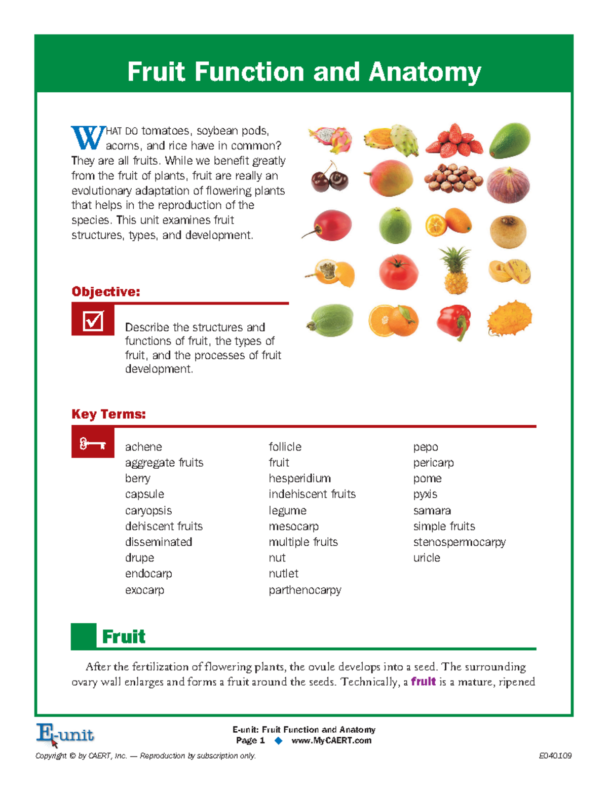 Fruit function reading Fruit Function and Anatomy W HAT DO tomatoes
