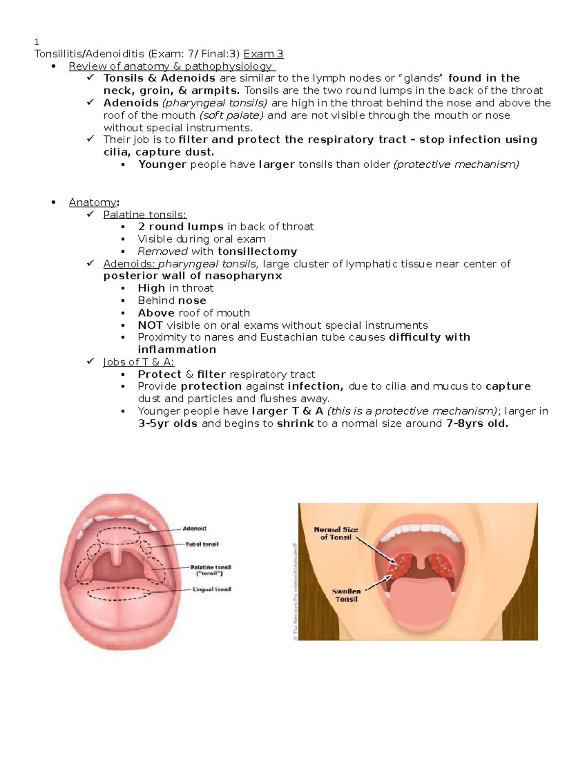 Aden,Tons,Sinus - Lecture notes from Mrs. Blakes lecture for exam 3 ...