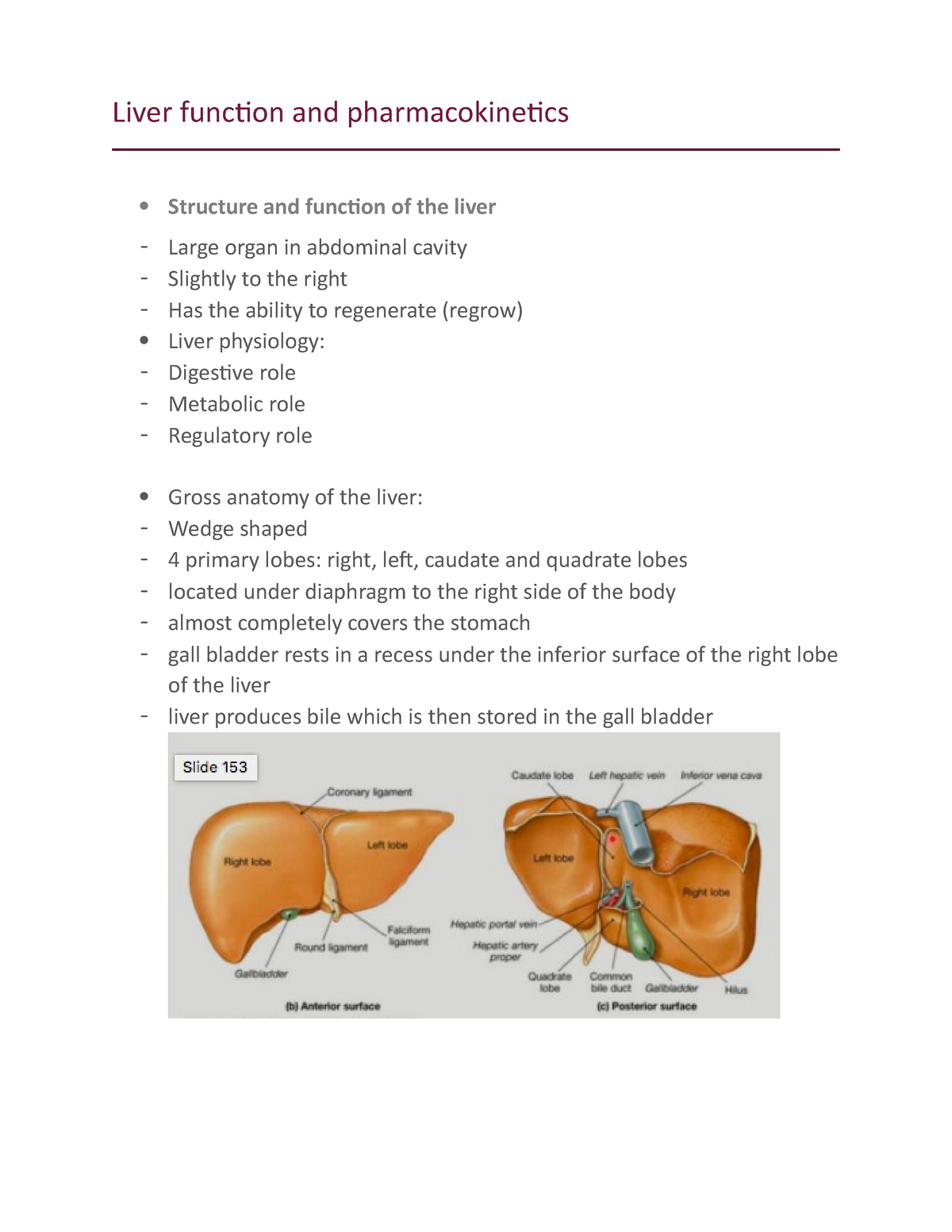 portal triad gross anatomy