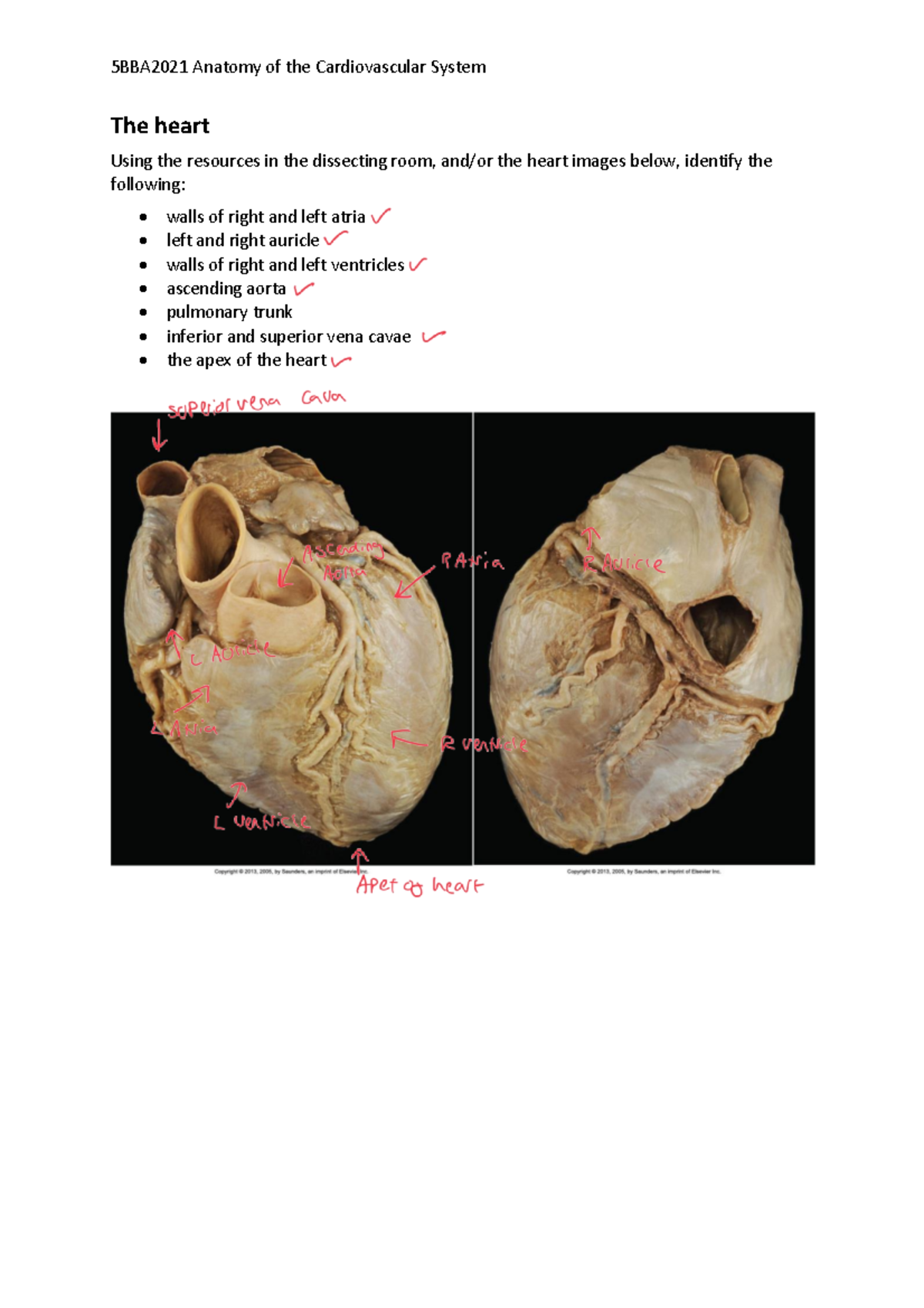 5BBA2021 Cardiovascular System Tutorial summary - The heart Using the ...