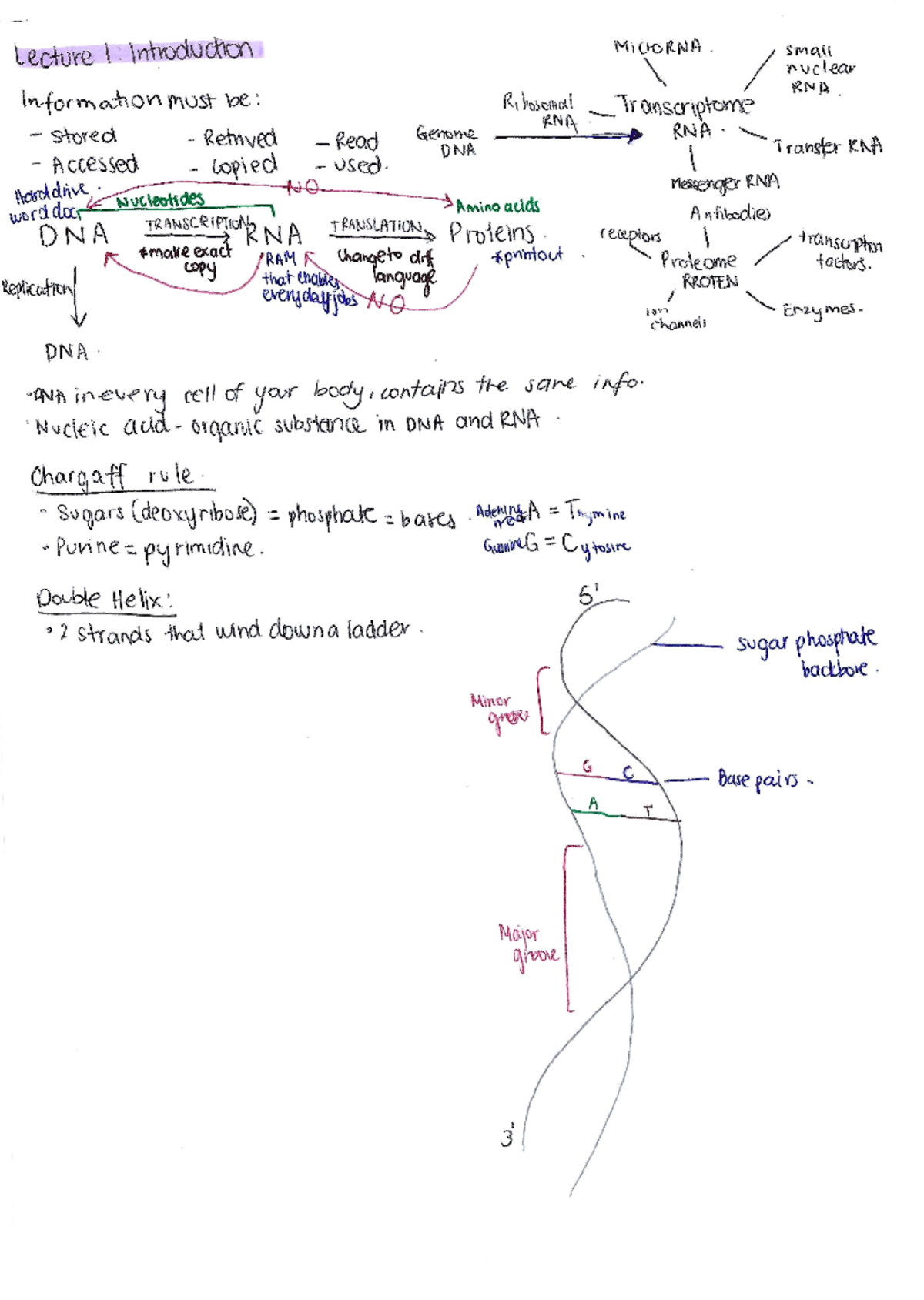 Molecular Biology Lecture Summaries - BCMB2001 - Studocu