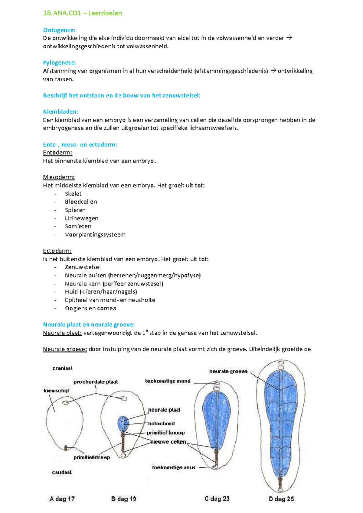 Samenvatting Leerdoelen 1B.ANA Anatomie - 1B – Leerdoelen Ontogense: De ...