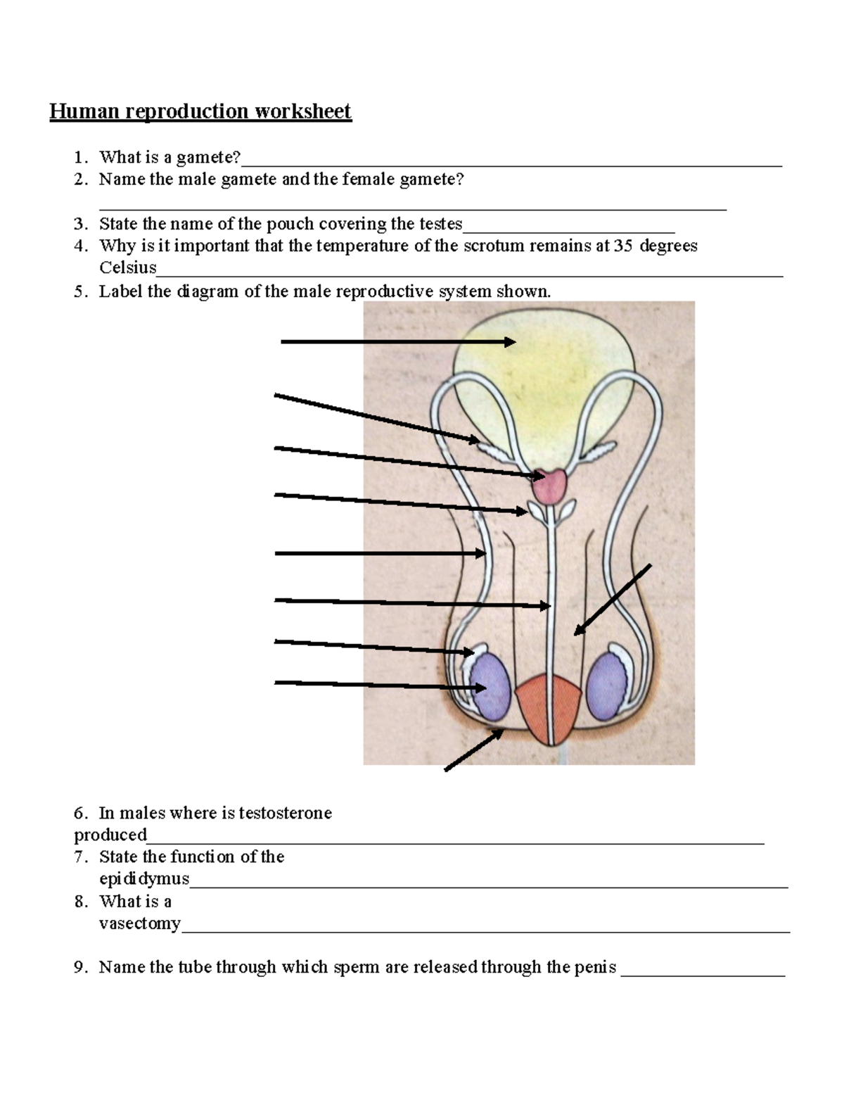 Human reproduction worksheet - In males where is testosterone - Studocu