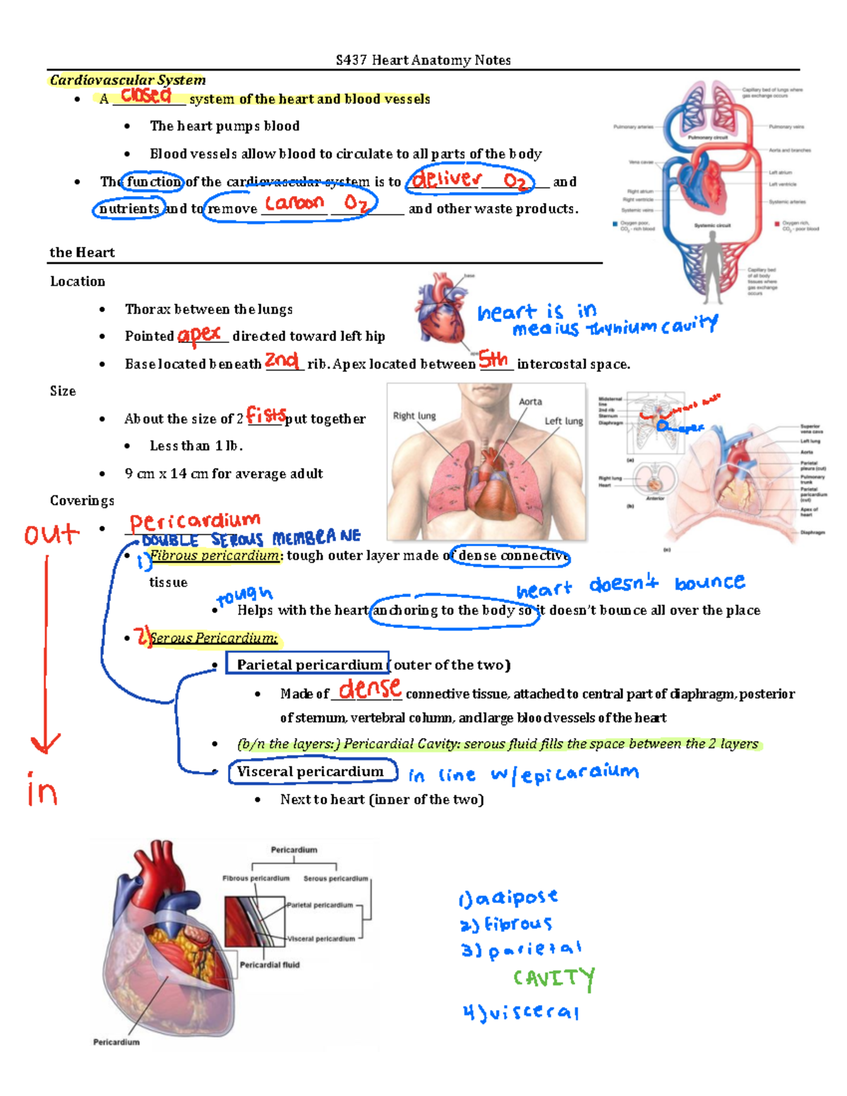 🫀notes - just a few heart notes - S437 Heart Anatomy Notes ...