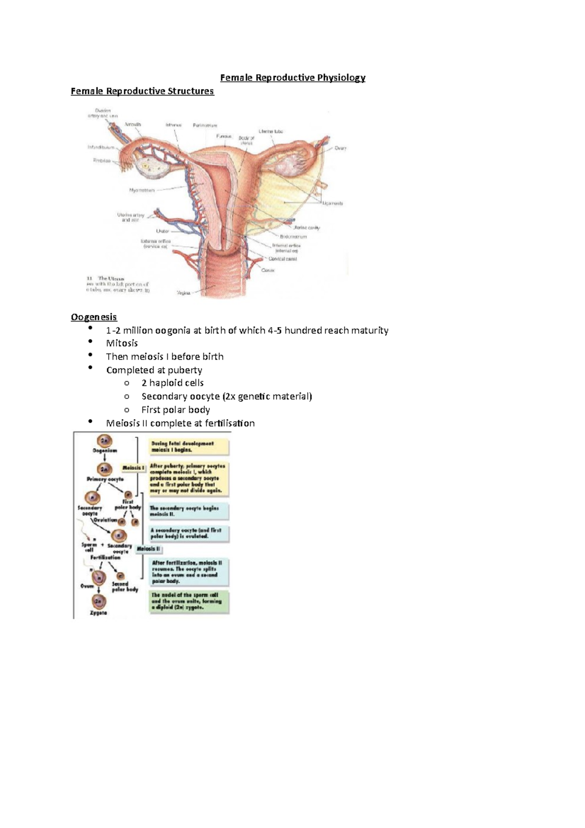 Female Reproductive Physiology - Female Reproductive Physiology Female ...