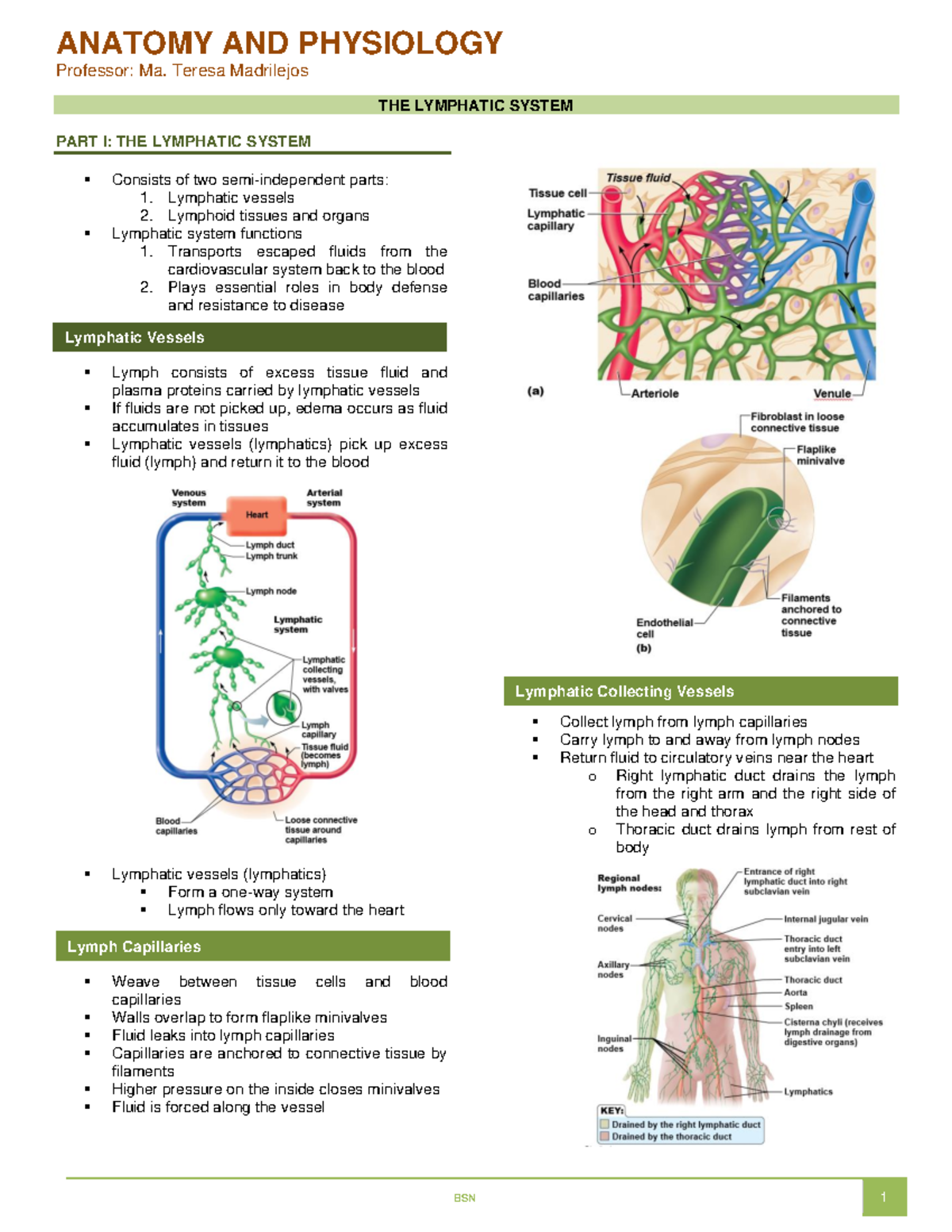 Lymphatic-System - Summary Anatomía Humana - ANATOMY AND PHYSIOLOGY ...