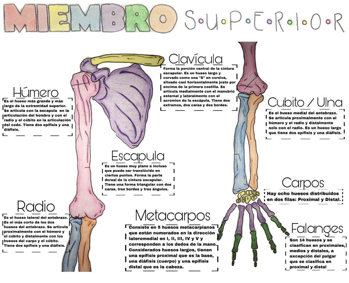 Huesos del miembro superior Anatomía Studocu
