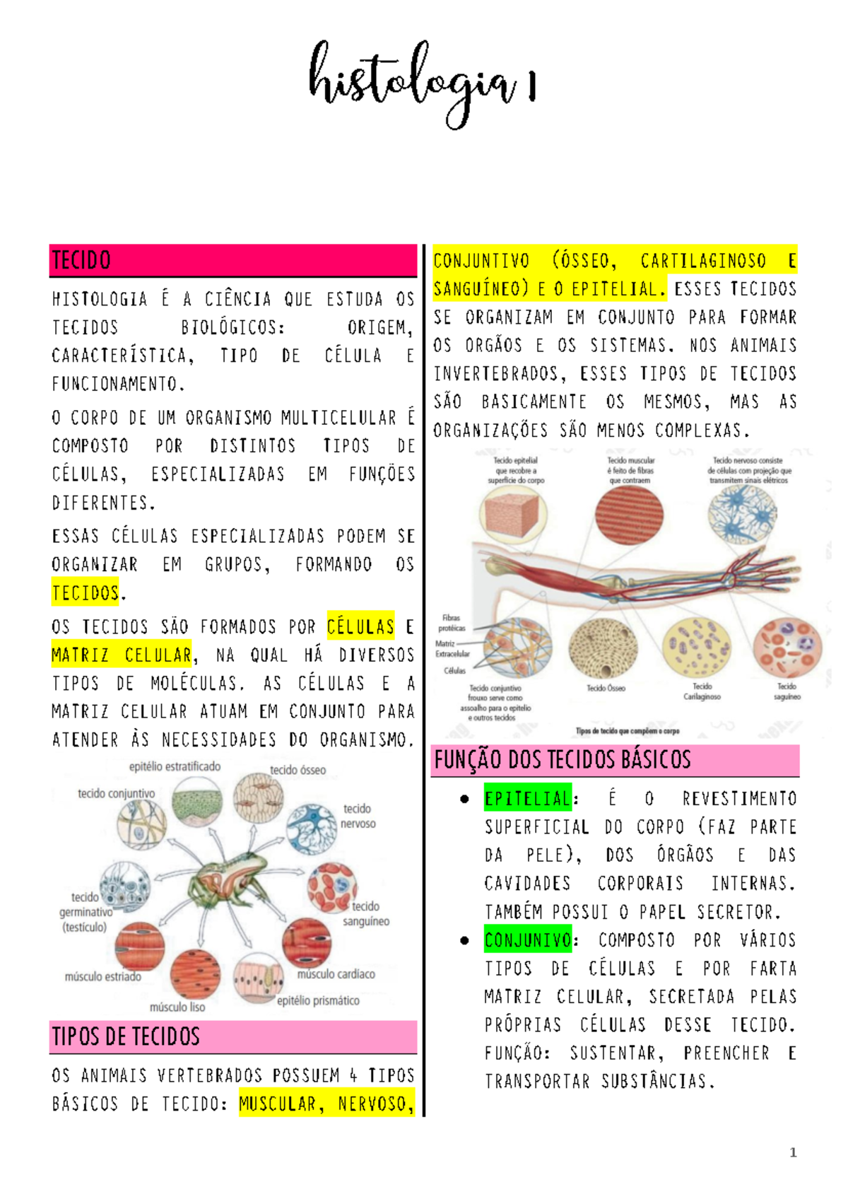 Histologia I - bio - TECIDO TIPOS DE TECIDOS FUNÇÃO DOS TECIDOS BÁSICOS ...