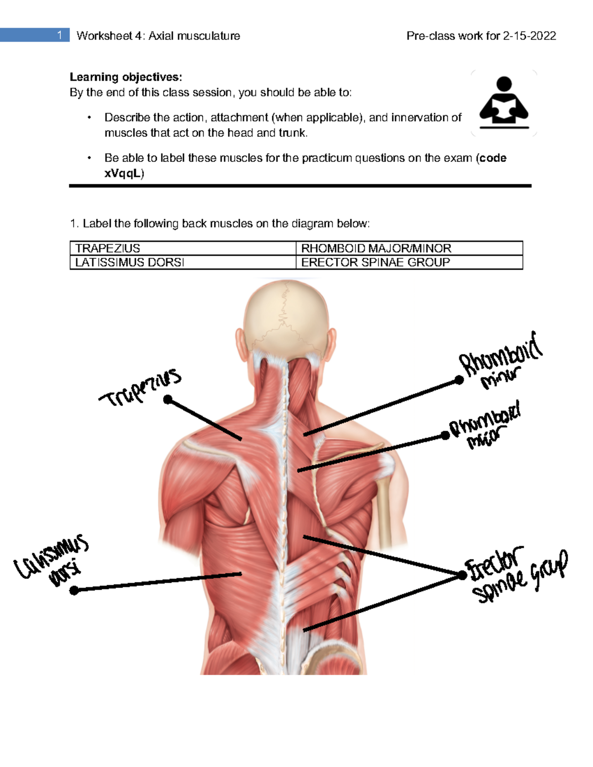 Worksheet+4-1 - Salmeron - ####### 1 Worksheet 4: Axial musculature Pre ...
