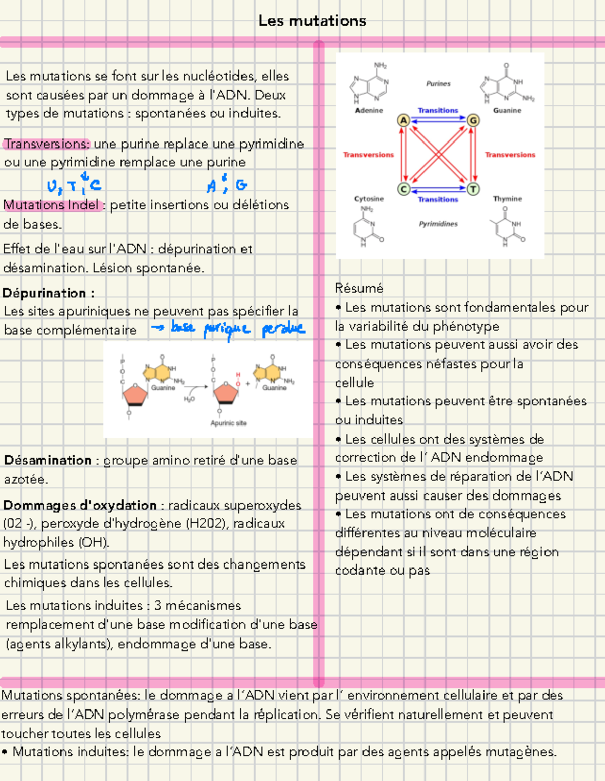 5 Fiche Classe 5 - Les mutations Les mutations se font sur les ...