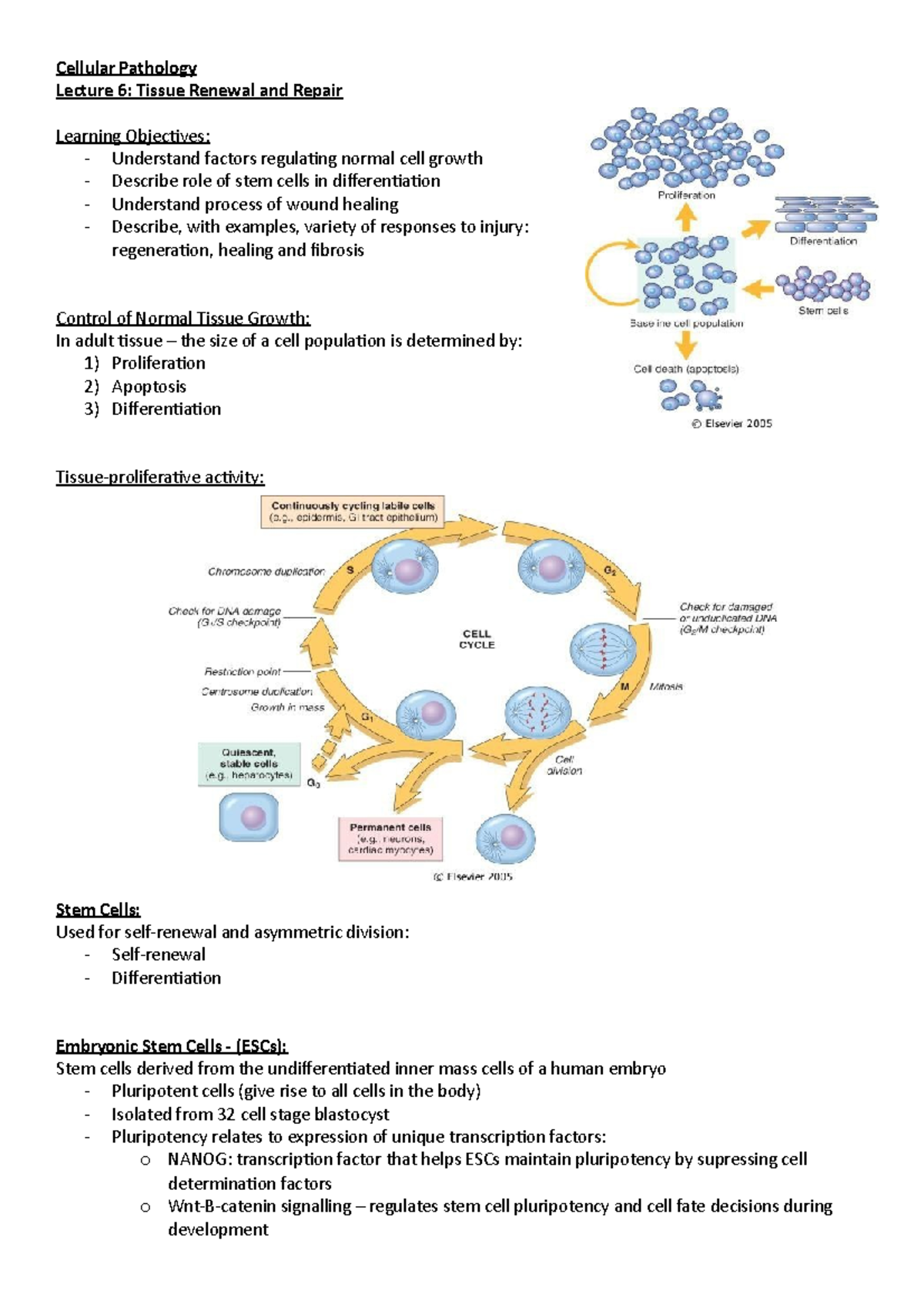 Tissue Renewal & Repair - Cellular Pathology Lecture 6: Tissue Renewal ...