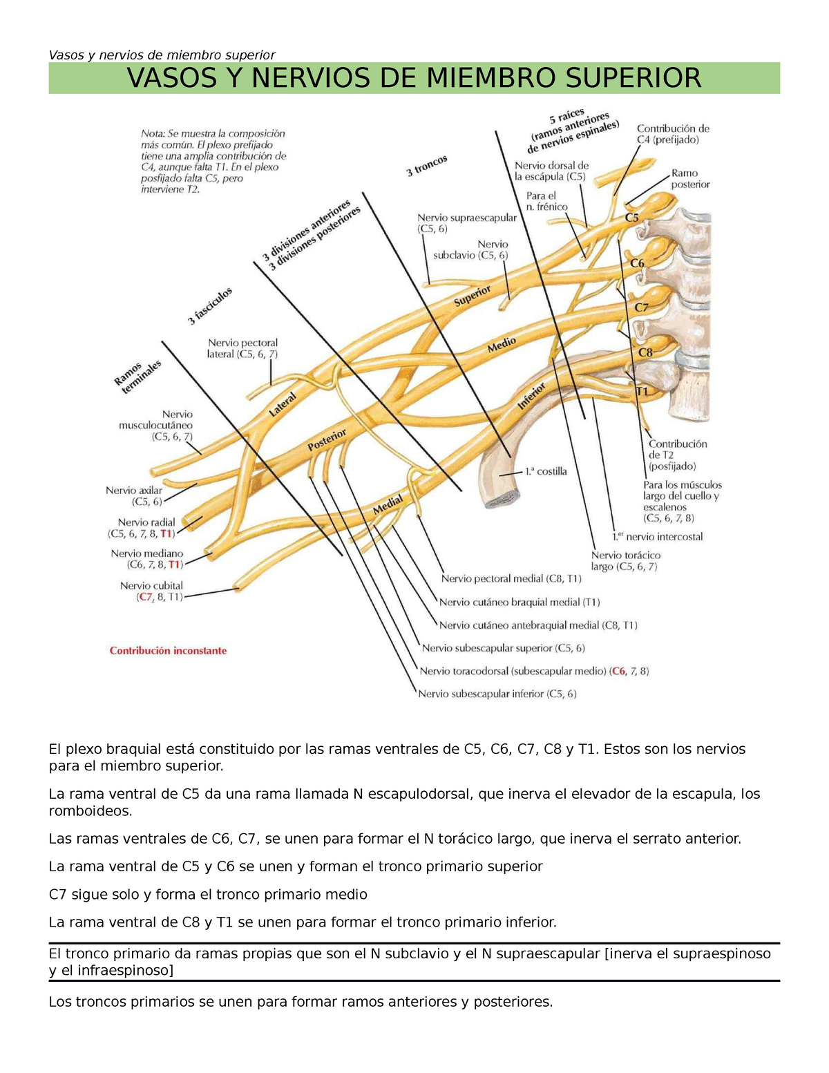 Vasos Y Nervios Miembro Superior Completo Vasos Y Nervios De Miembro Superior El Plexo