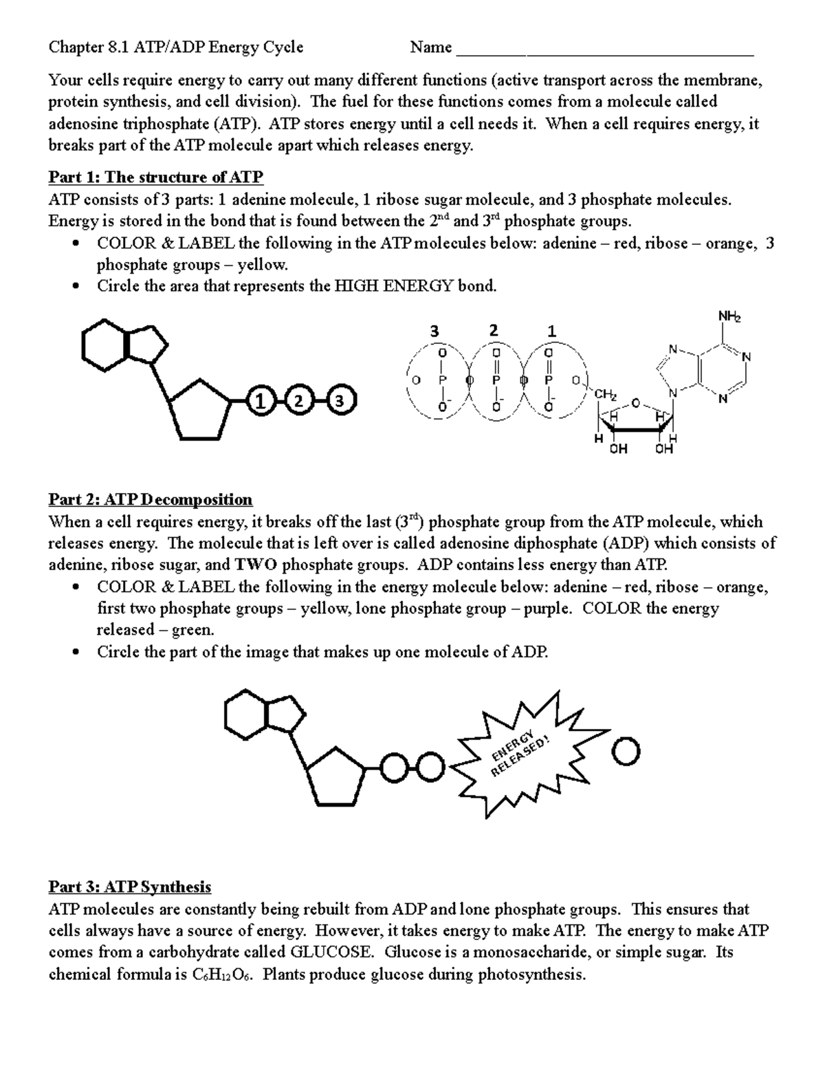 ATP And ADP Cycle EXAMPLE 1 23 Chapter 8 ATP ADP Energy Cycle Name