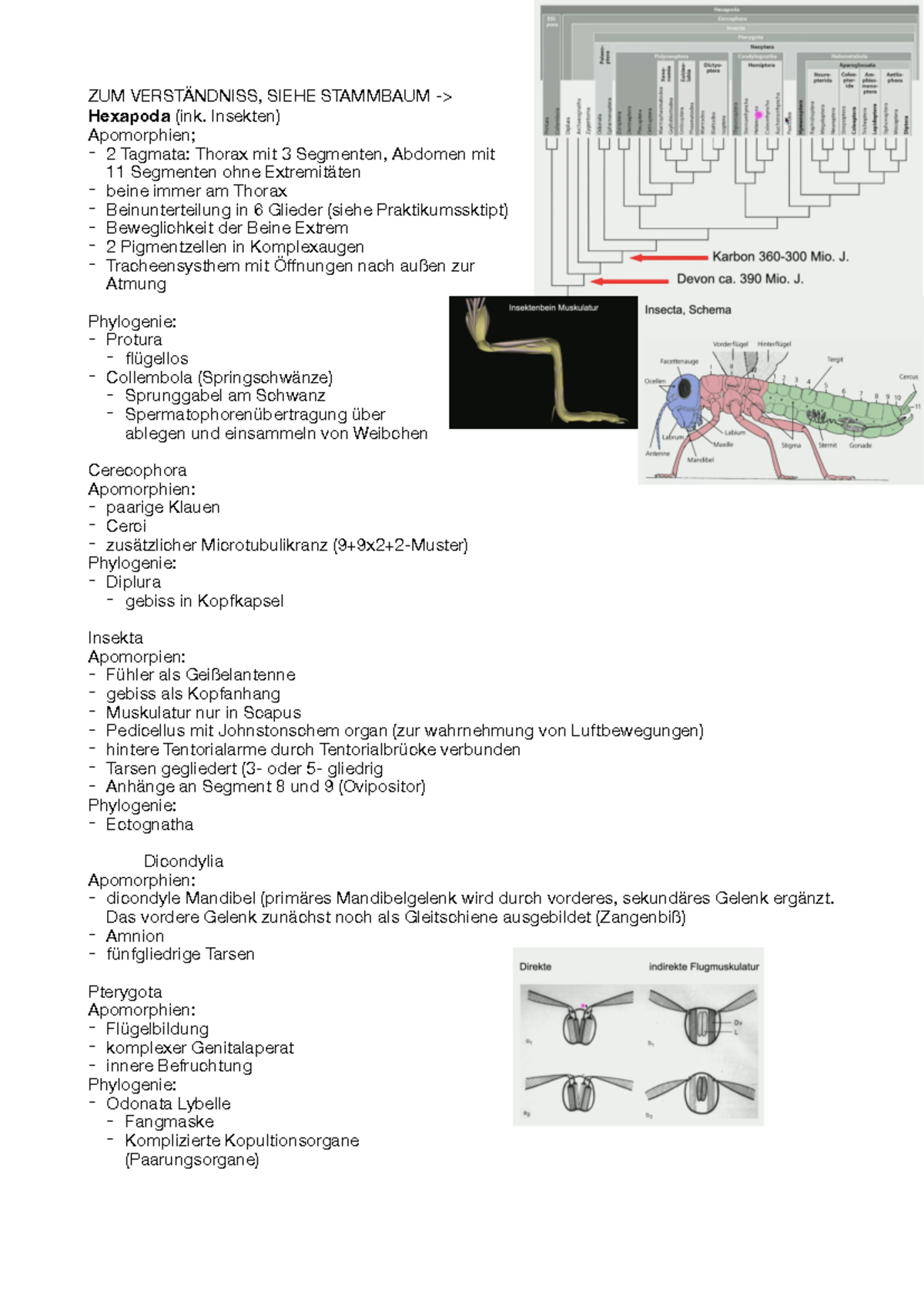 Hexapoda bei Hejnol ZUM VERSTÄNDNISS, SIEHE STAMMBAUM > Hexapoda