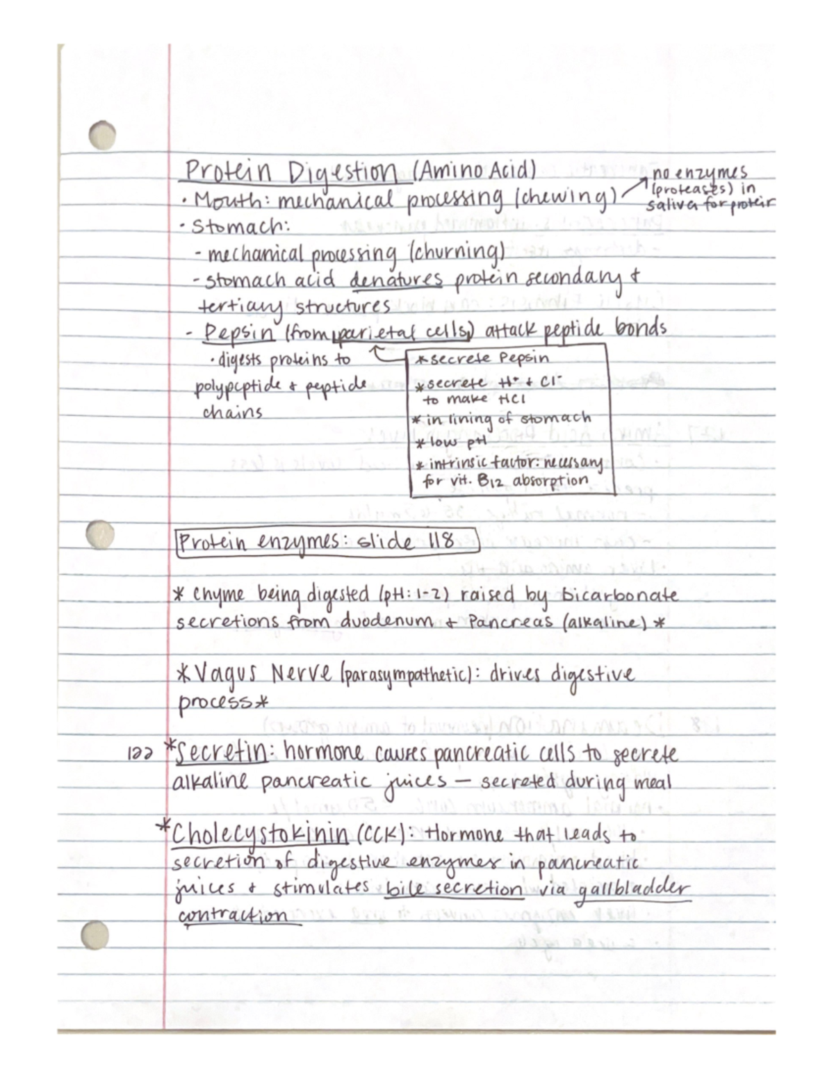 Digestive System Notes part 2 - BIO 142 - Studocu