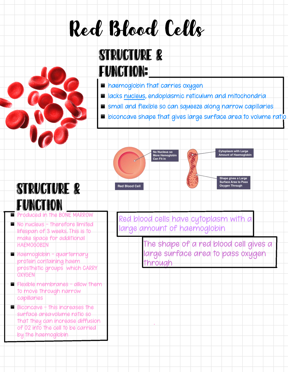 BTEC Unit 6 - This is about Btec unit 5 - Red Blood Cells haemoglobin ...