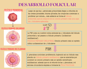 folículo primordial