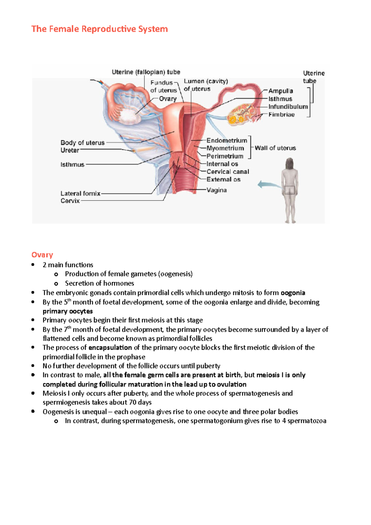 The Female Reproductive System - Secondary (antral follicle) follicles ...