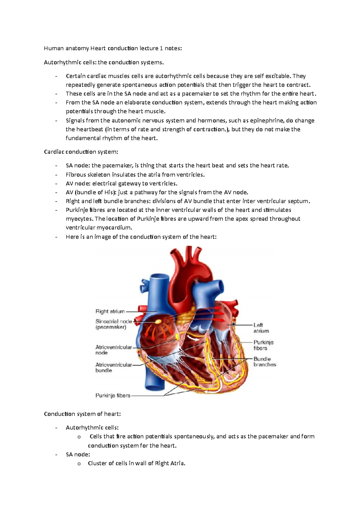 Human anatomy Heart conduction lecture 1 notes - Certain cardiac ...