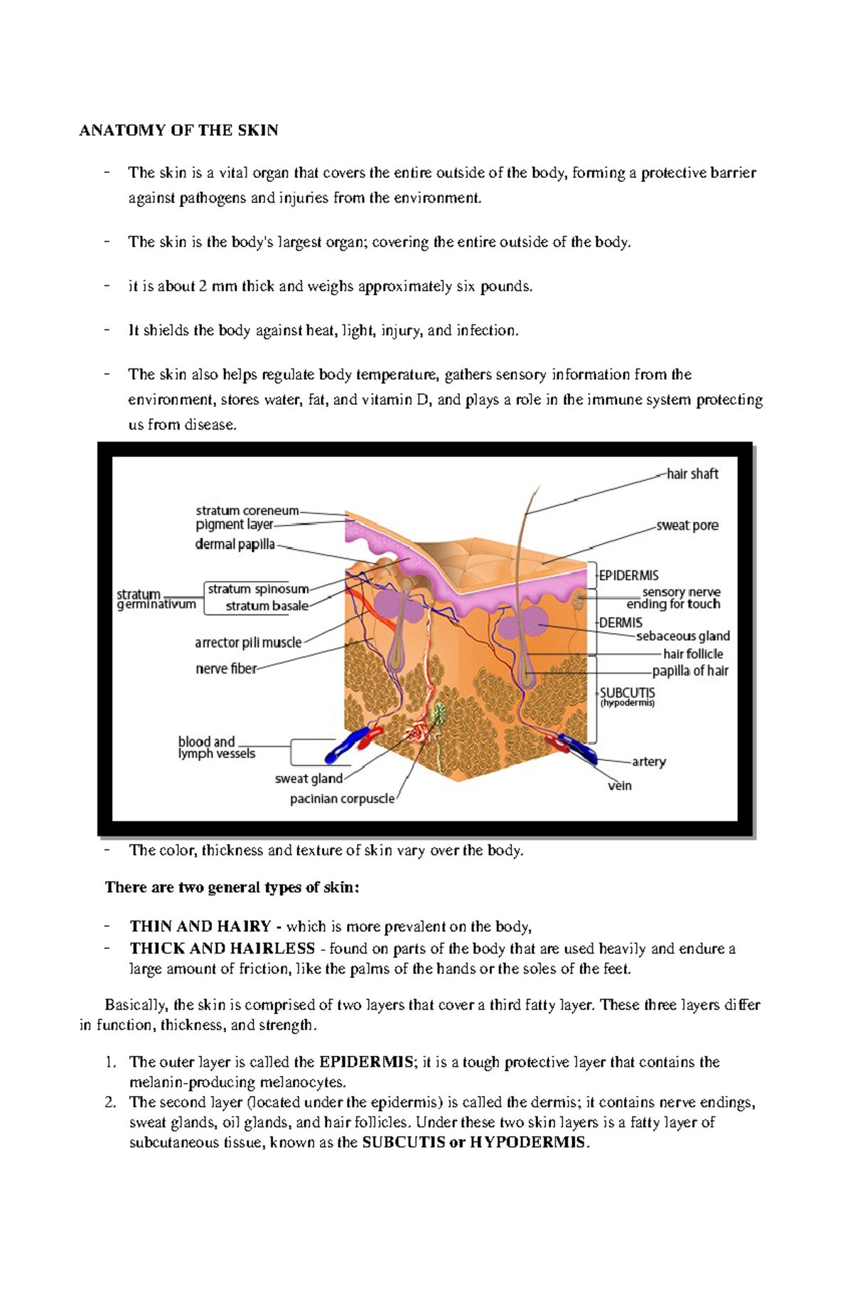 Anatomy of the skin - Talks about the types of skin, the layers ...