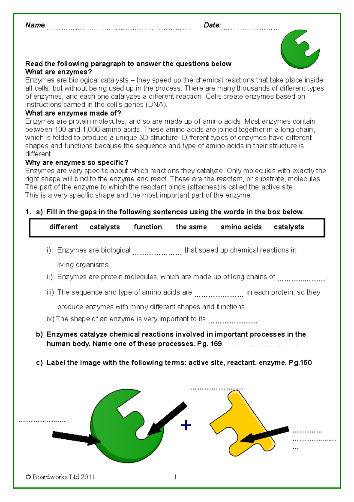 Digestive Enzymes WS Read the following paragraph to answer the